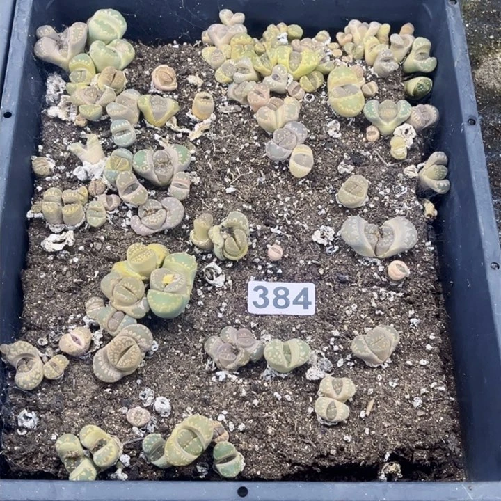 384脱土生石花一图如图带盆