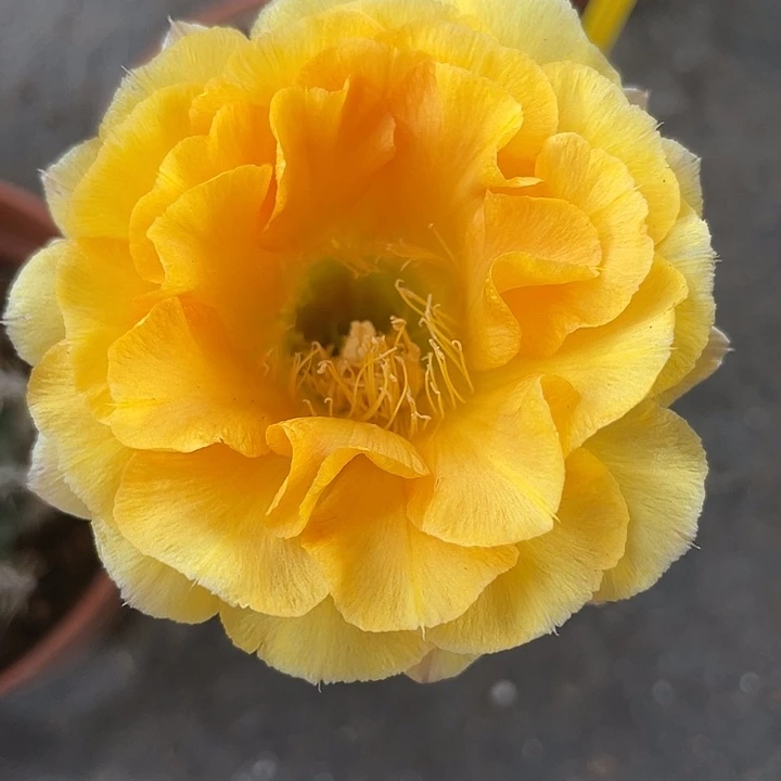 206圆重瓣品种球摘花脱土