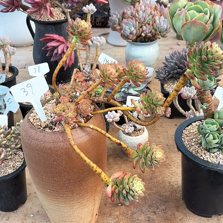 多肉植物，香格里拉39号