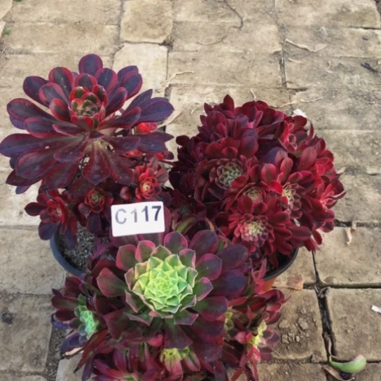 无花朵法师多肉植物117