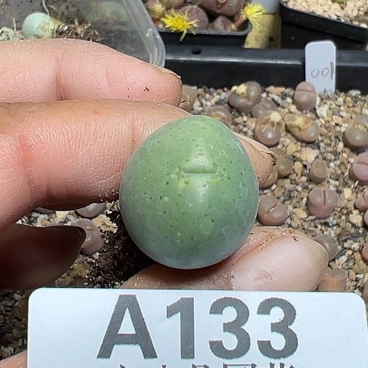 ღ****133号少将xyzzyyyxyxx