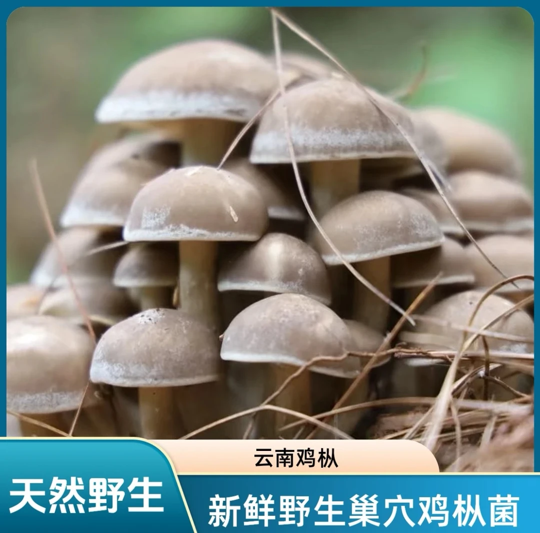 【驻村书记助农】云南一窝菌 巢穴鸡枞菌新鲜麻栗菌当季时令北风菌