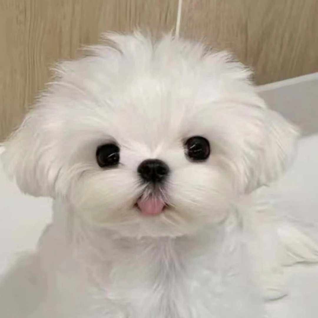 (全款)马尔济斯超小体幼犬公母狗狗详情咨询客服