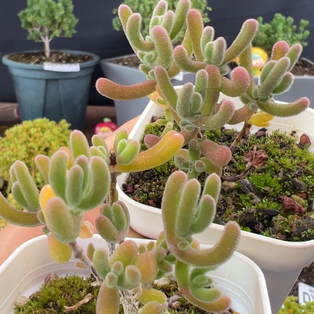 【闪购商品】dy6089，6090双色实生小可爱