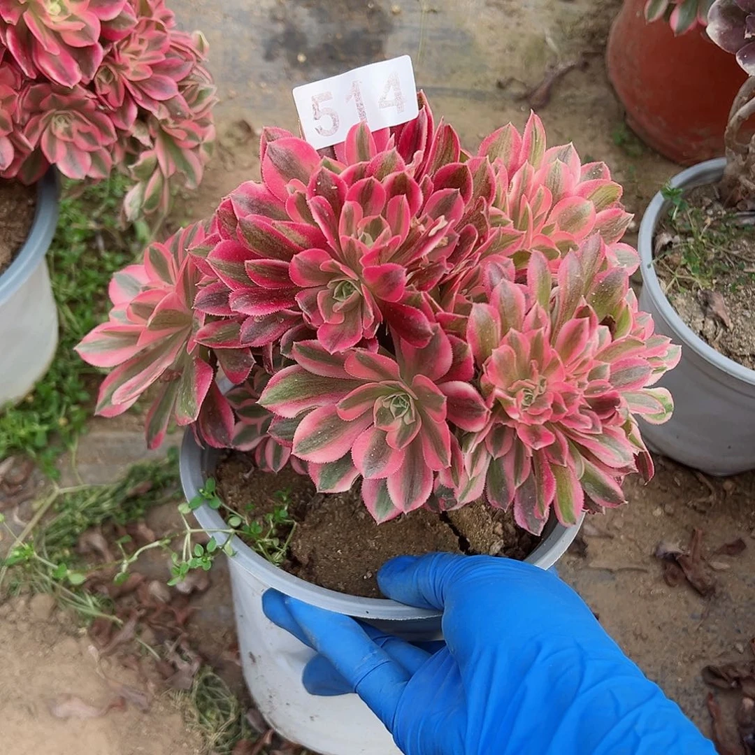 紫砂茶宠粉女巫缀化老桩514