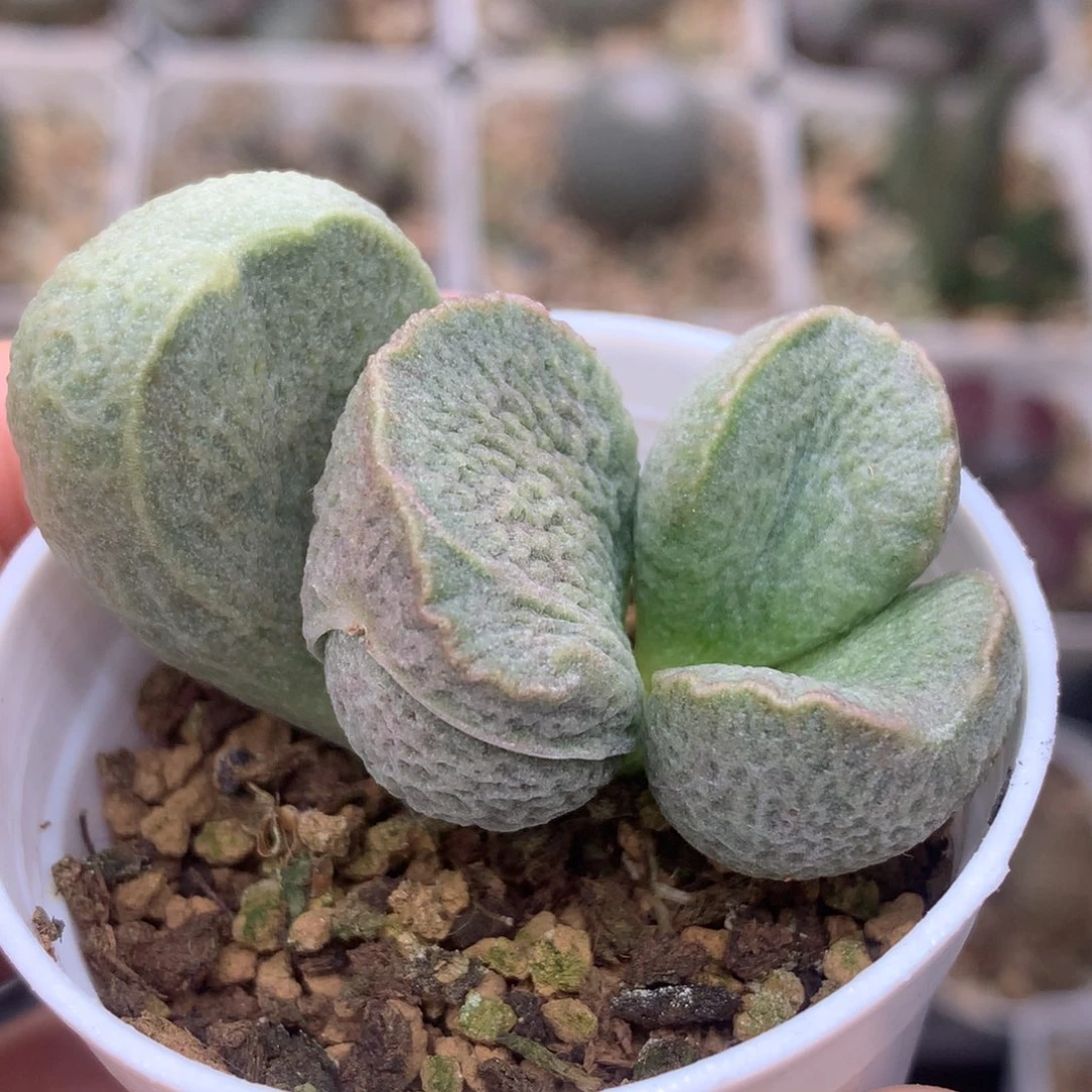 龙鳞磨砂蛋 一物一拍