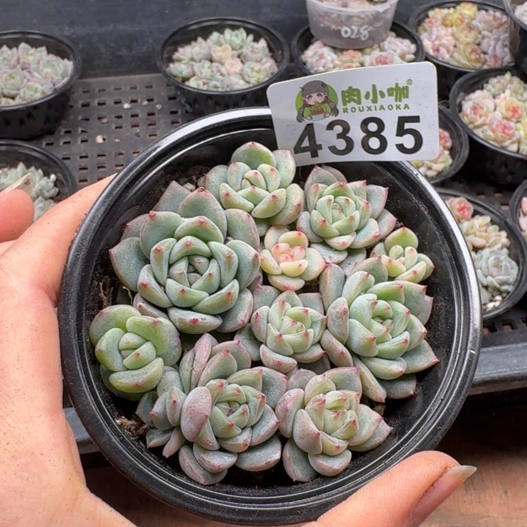 多肉植物多肉植物