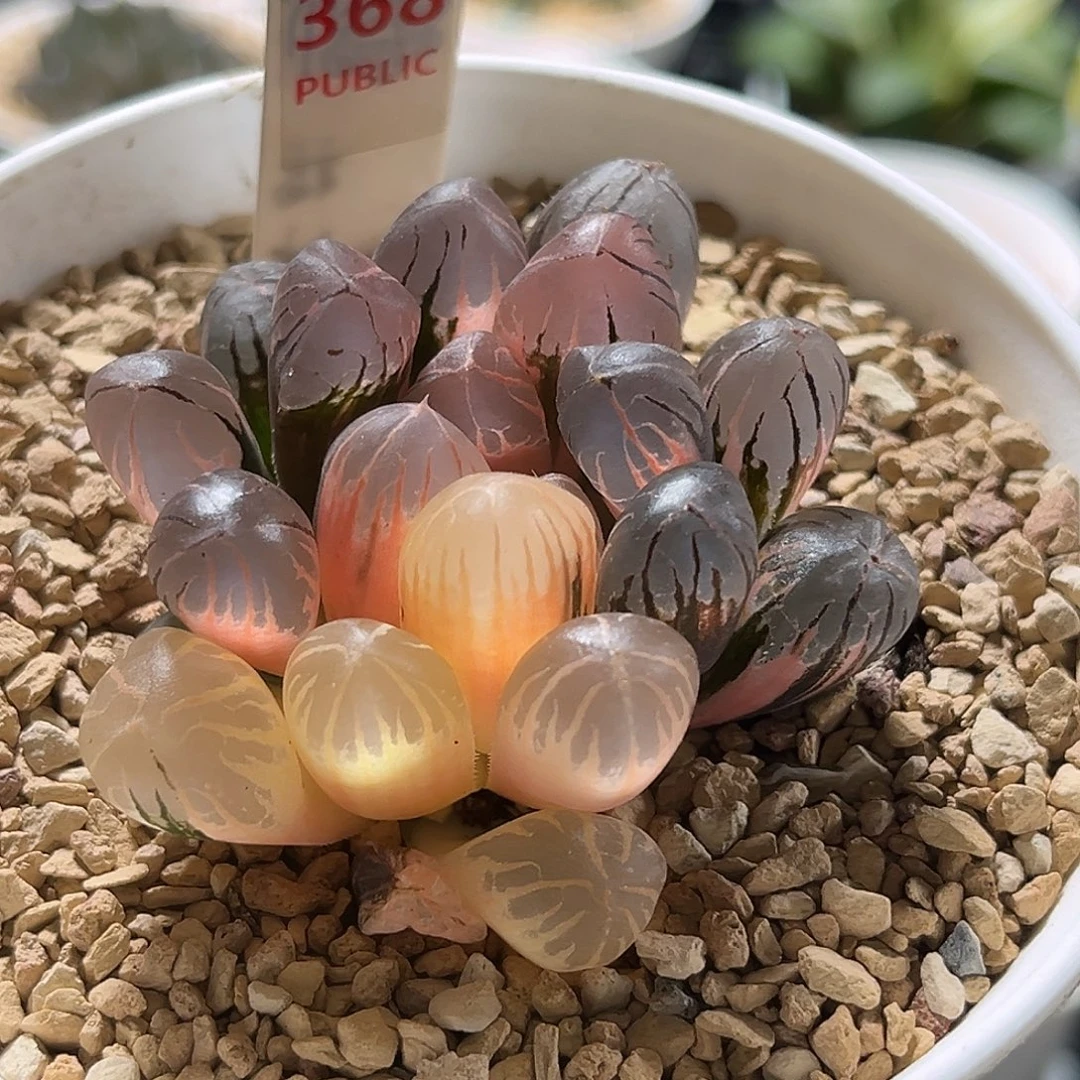 368红太阳玉露锦福利福利