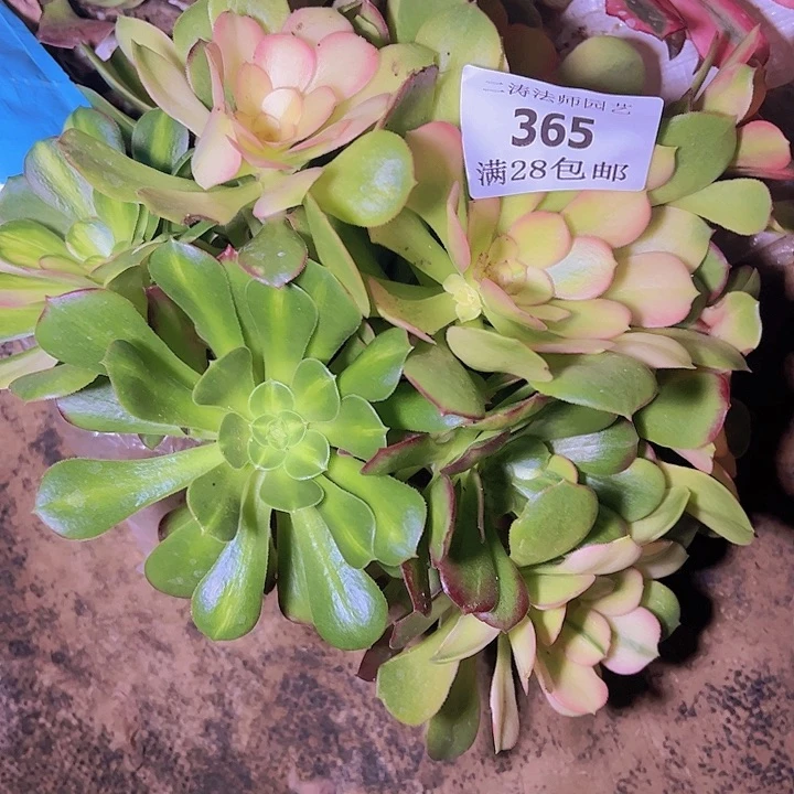 365绍修七彩多肉无根