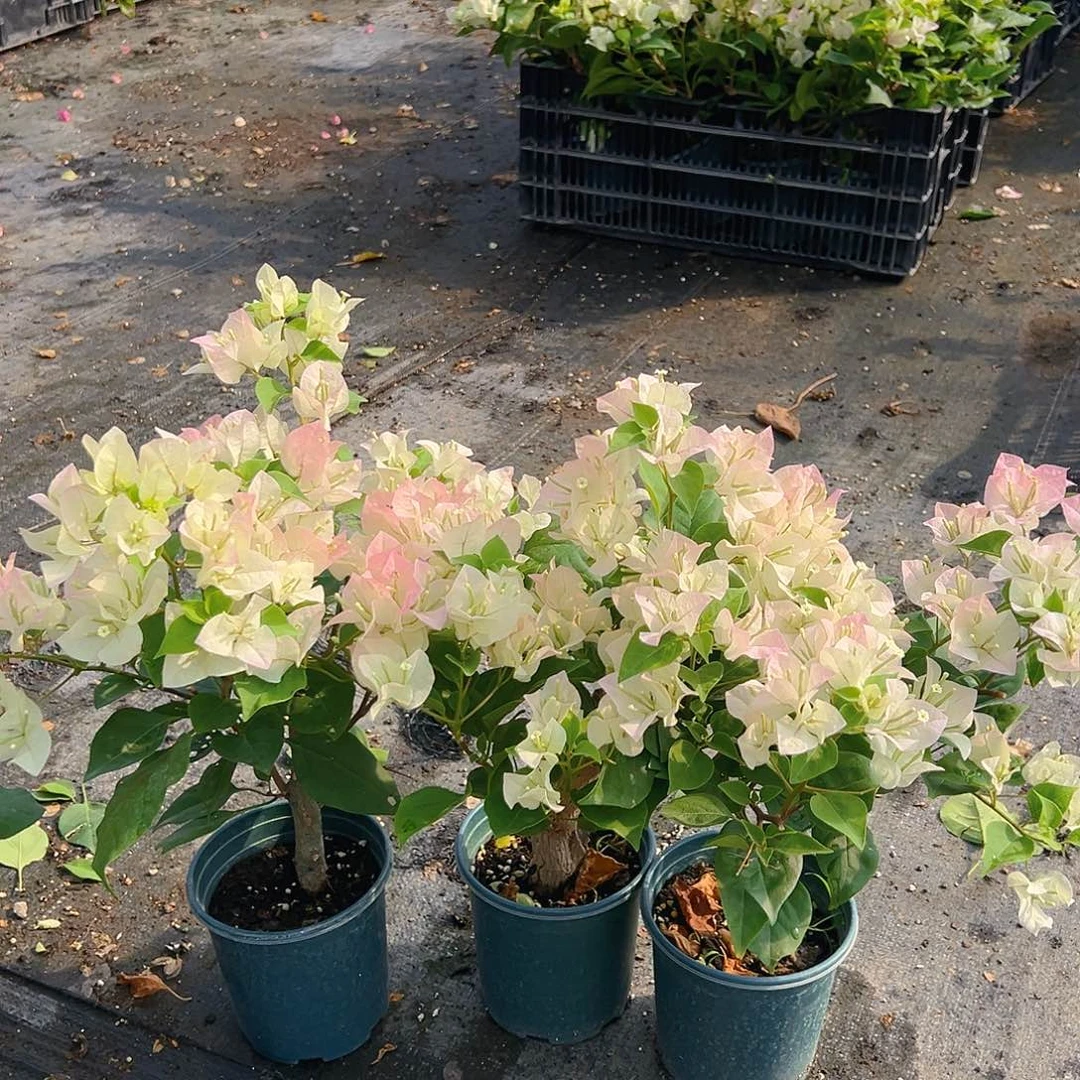 当前无花栽培后可以开花绿樱掌中宝一棵