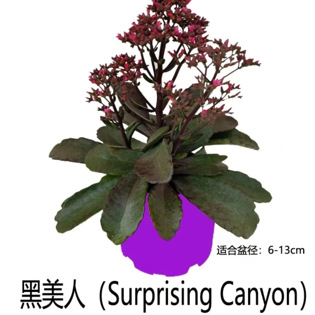 120盆紫色甩尾黑美人长寿花
