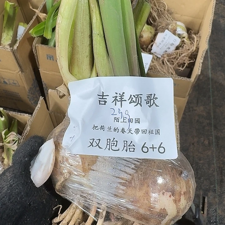 吉祥颂歌双胞胎闪购