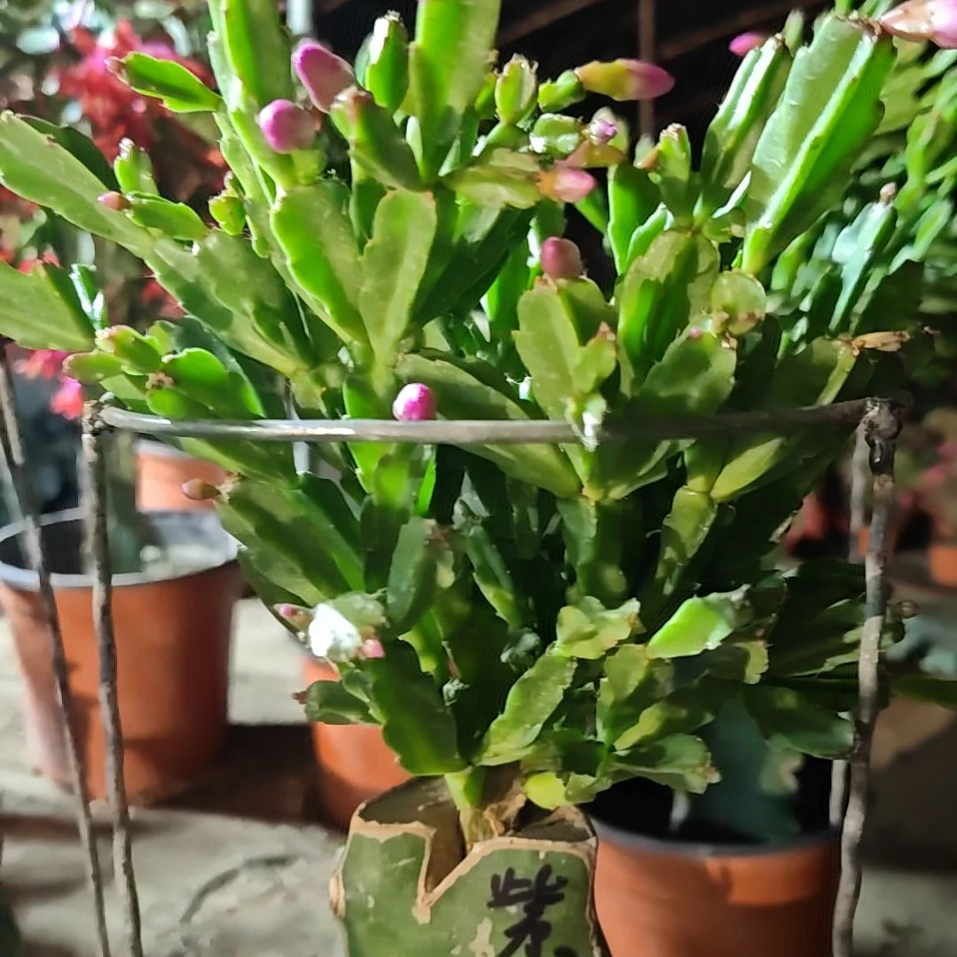 异类脱土脱盆易掉芽苞579