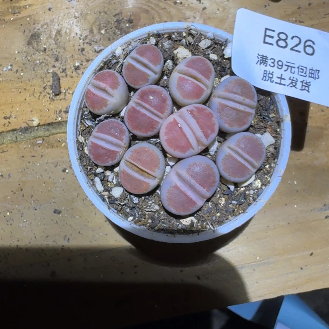 我***后826号哈哈哈哈哈哈