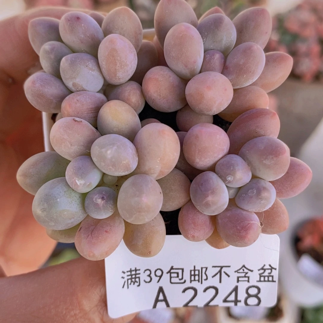 粉红泡泡4颗2248多肉植物