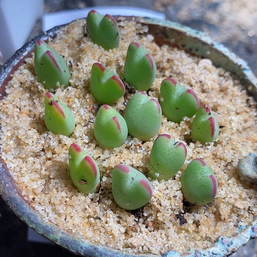 13316。 一颗将杂琥珀。