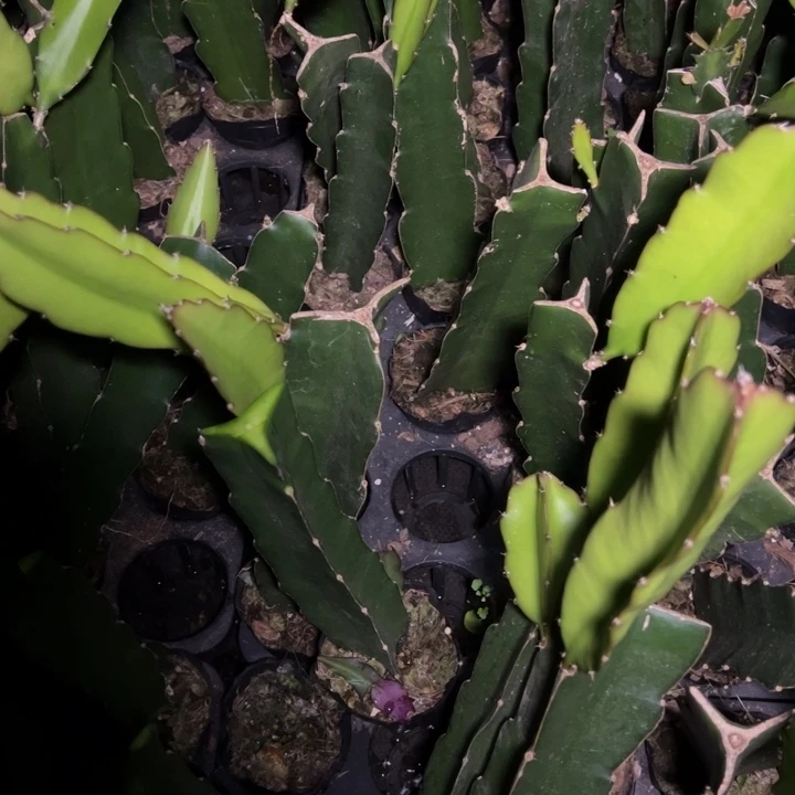 用****715公分花架两圈7组包邮