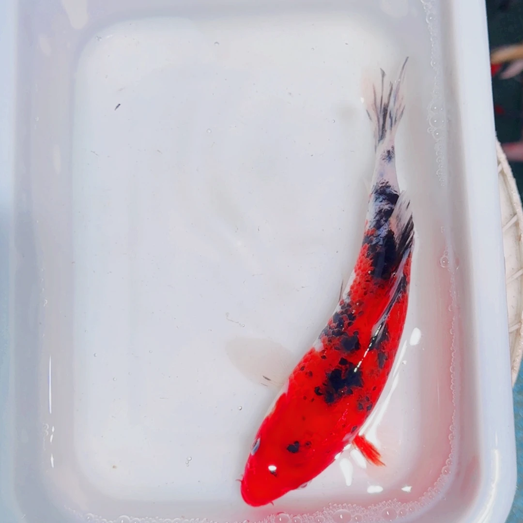 海水鱼锦鲤大放漏666