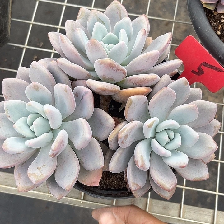 两单包邮，一物一拍奥橙5