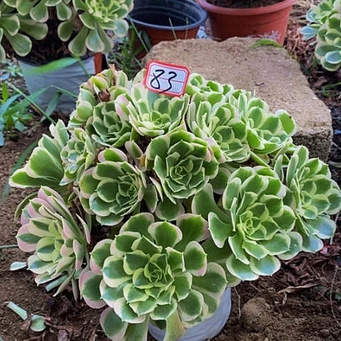 丘比特老桩多头法师83号