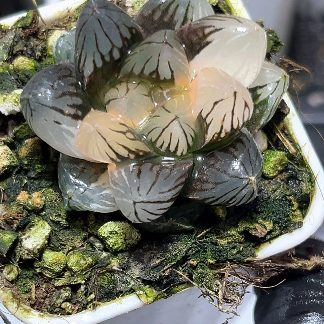 恭喜发财大吉大利4514龙爪