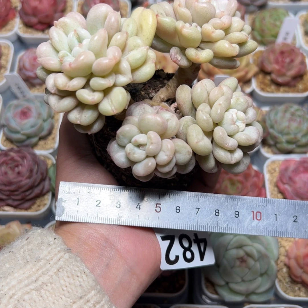 ·482 多肉植物组合