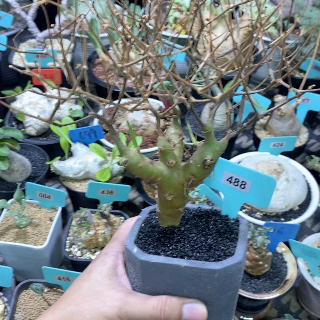 海茴香叶杨奎多肉植物