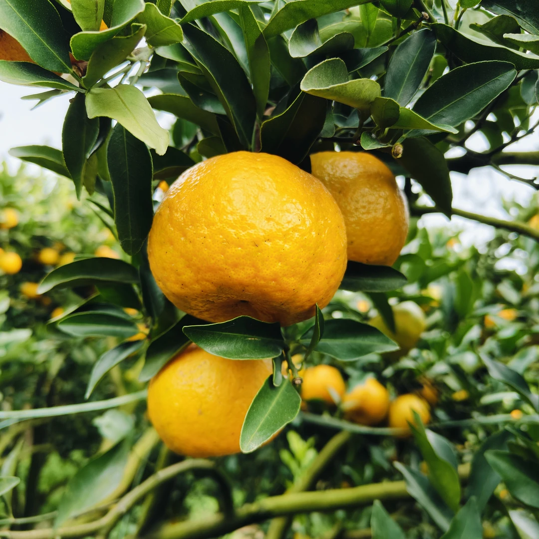 顺丰快递福建泉州永春芦柑老树果新鲜现发孕妇水果椪柑礼盒装