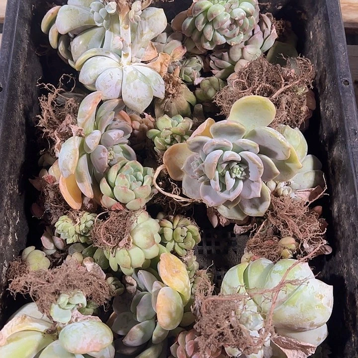 直播福利一物一拍不售后392