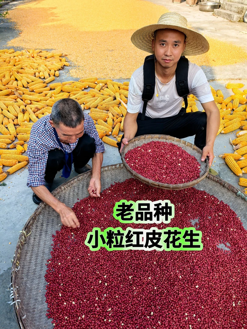 贵州小颗粒 红皮花生 农家自种 小粒红 新鲜无壳 补气血的鲜花生
