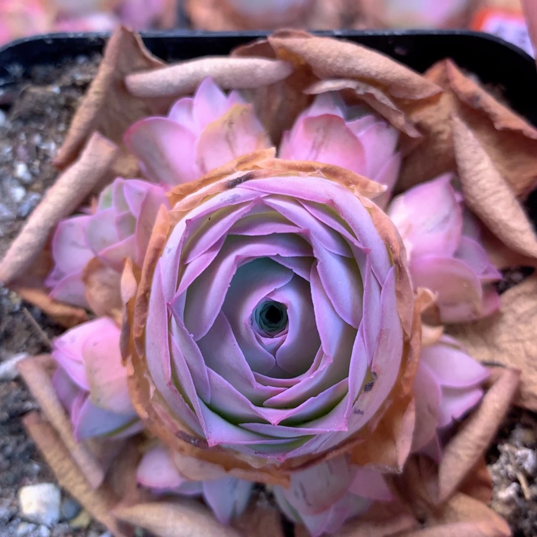 一物一拍星辰紫芙128