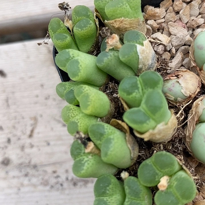 双头绿眼睛风铃一颗