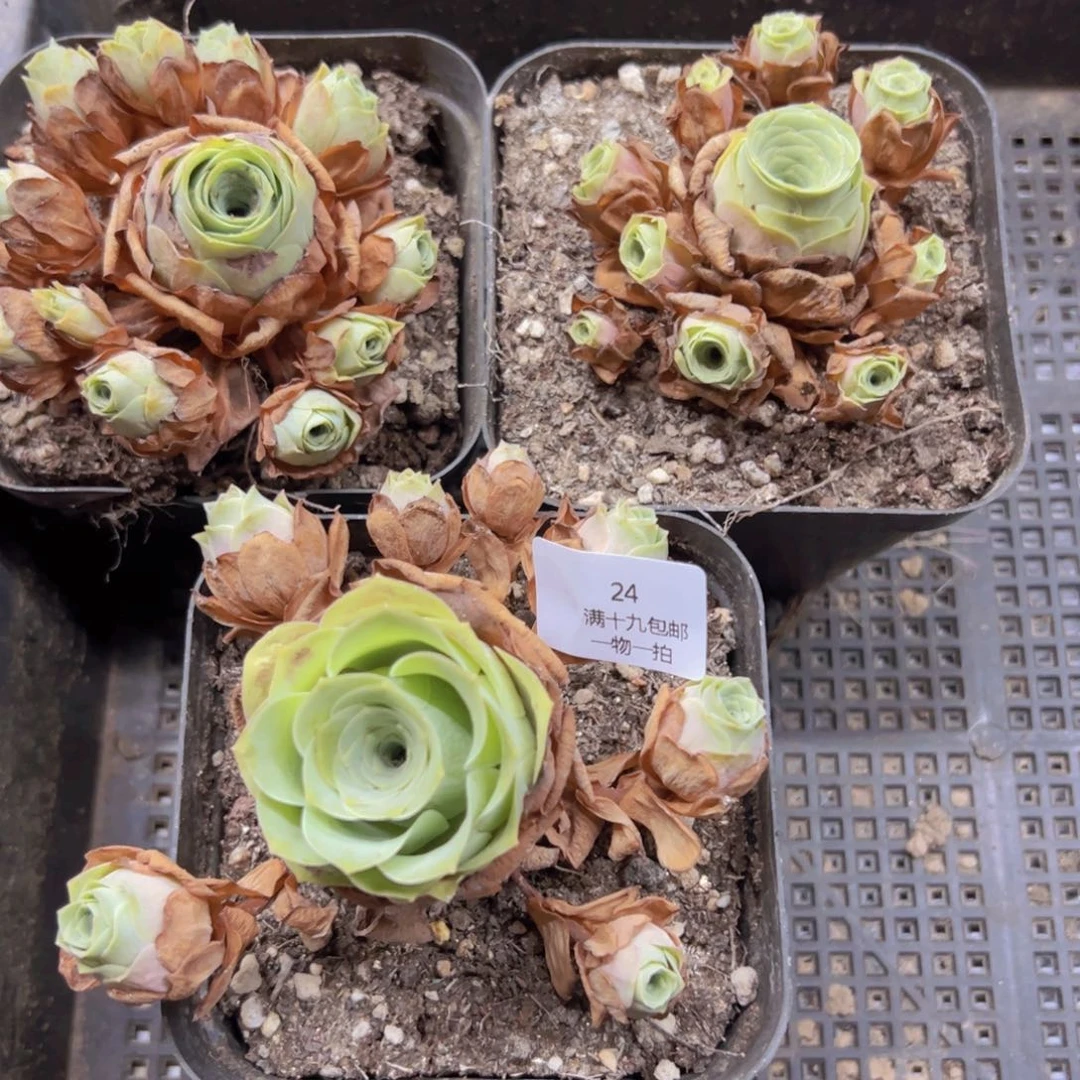 24 侧牙掉了不包损无售后