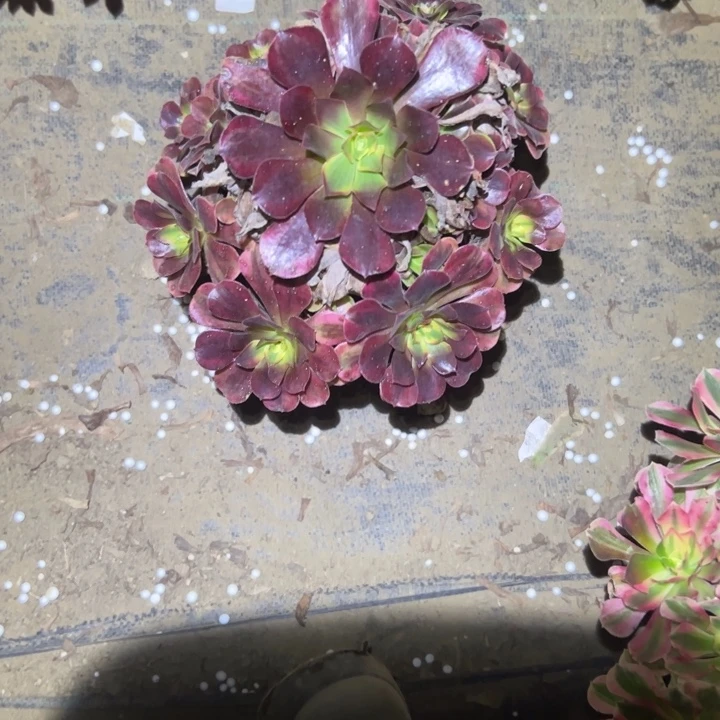 不包侧枝一物一拍54