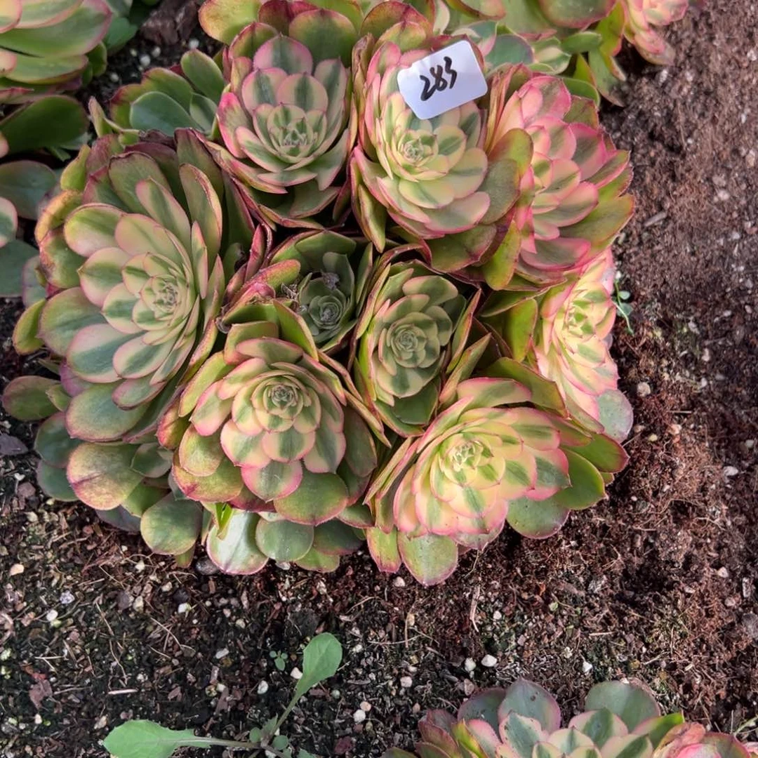 283荔枝多肉多肉多肉多肉