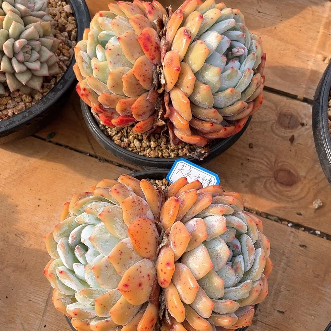 ^****缝多肉植物多肉植物