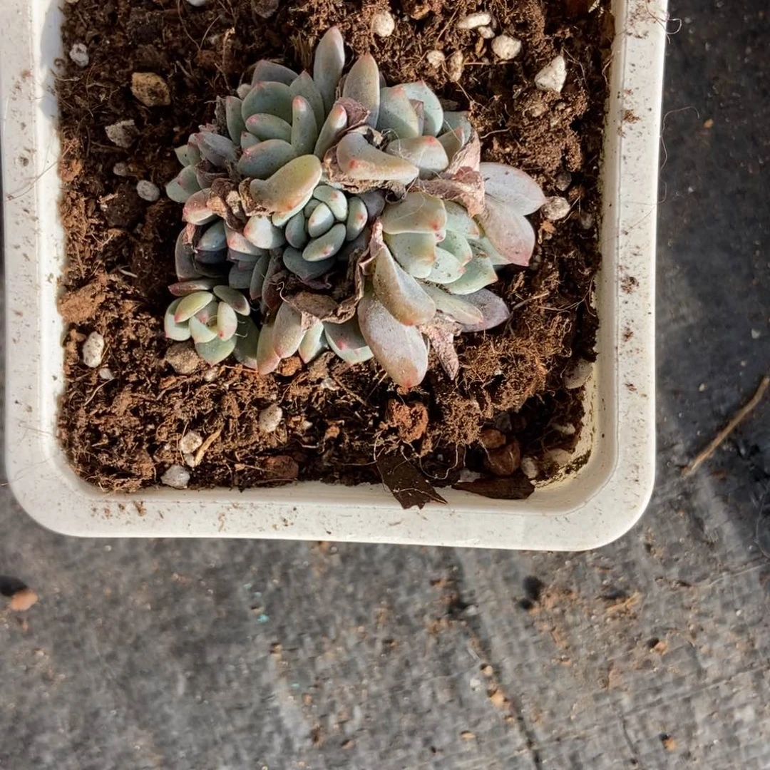 545星影八头多肉植物