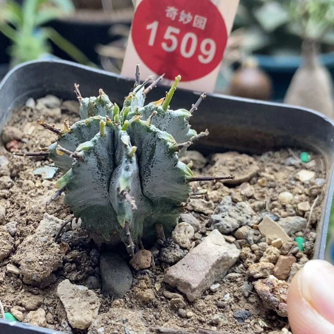 实生白衣魁伟玉一颗仙人球