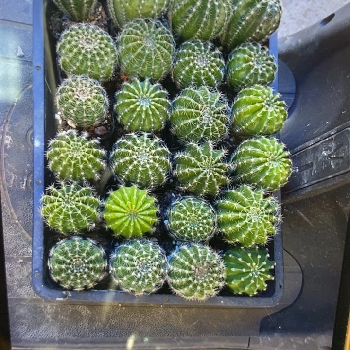 播种实生小苗5个