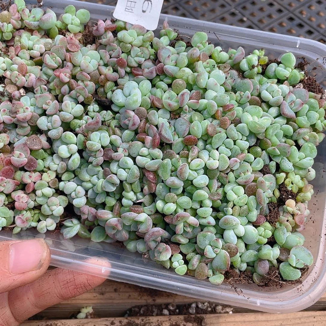 奶***࿐多肉植物多肉植物980