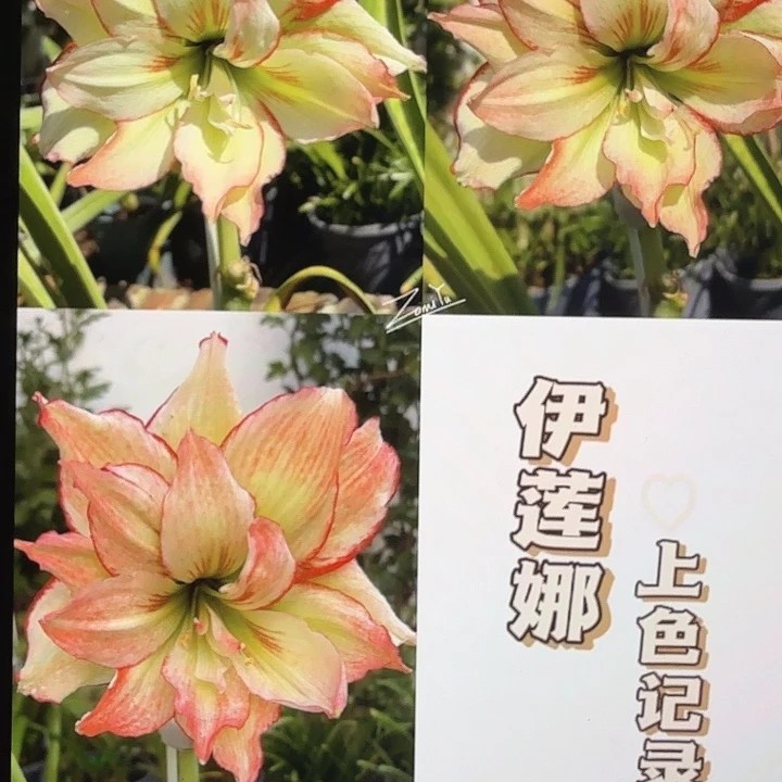 伊莲娜直径5+基地球