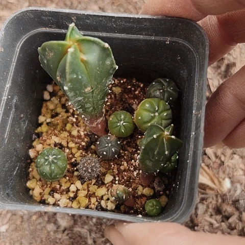 当前无花栽培后可以开花041仙人球