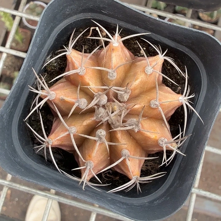 实生牡丹单头5仙人球