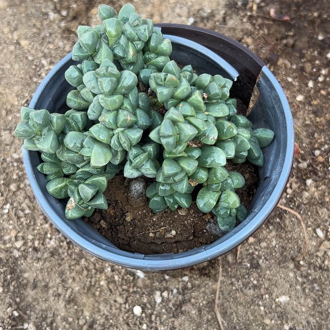 多肉植物鹿角海棠
