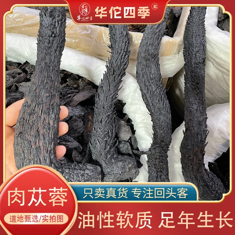华佗四季肉苁蓉内蒙阿拉善软质油苁蓉整根冬季采挖大芸足年生长