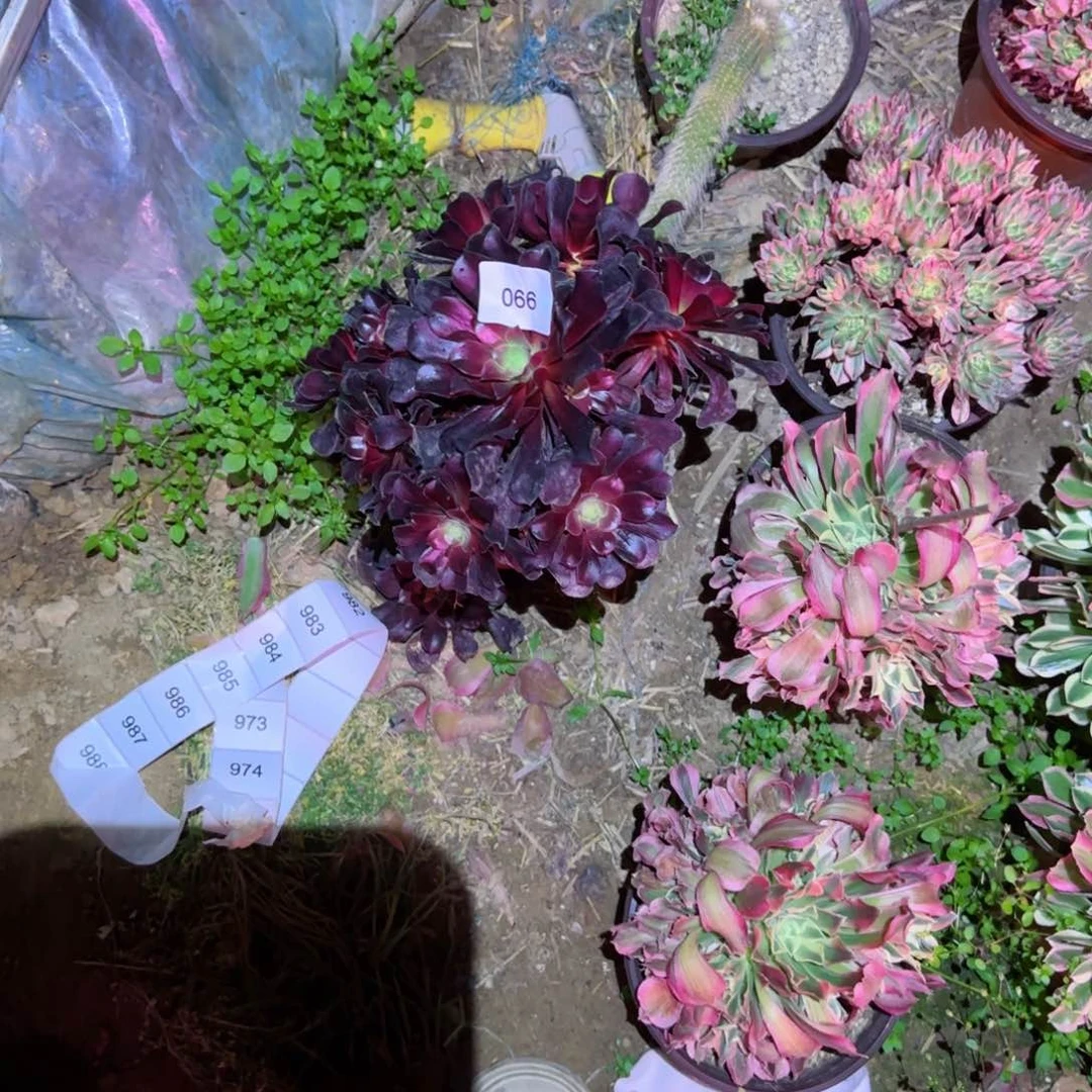 红玫瑰法师多肉066