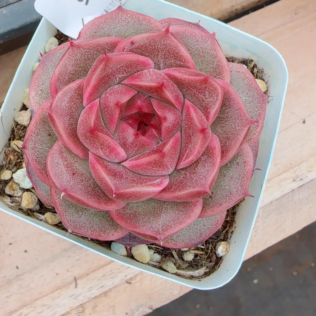 红珊瑚，9433多肉