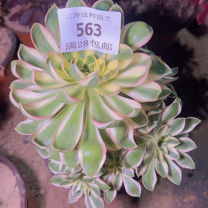 563青莲多肉植物老桩