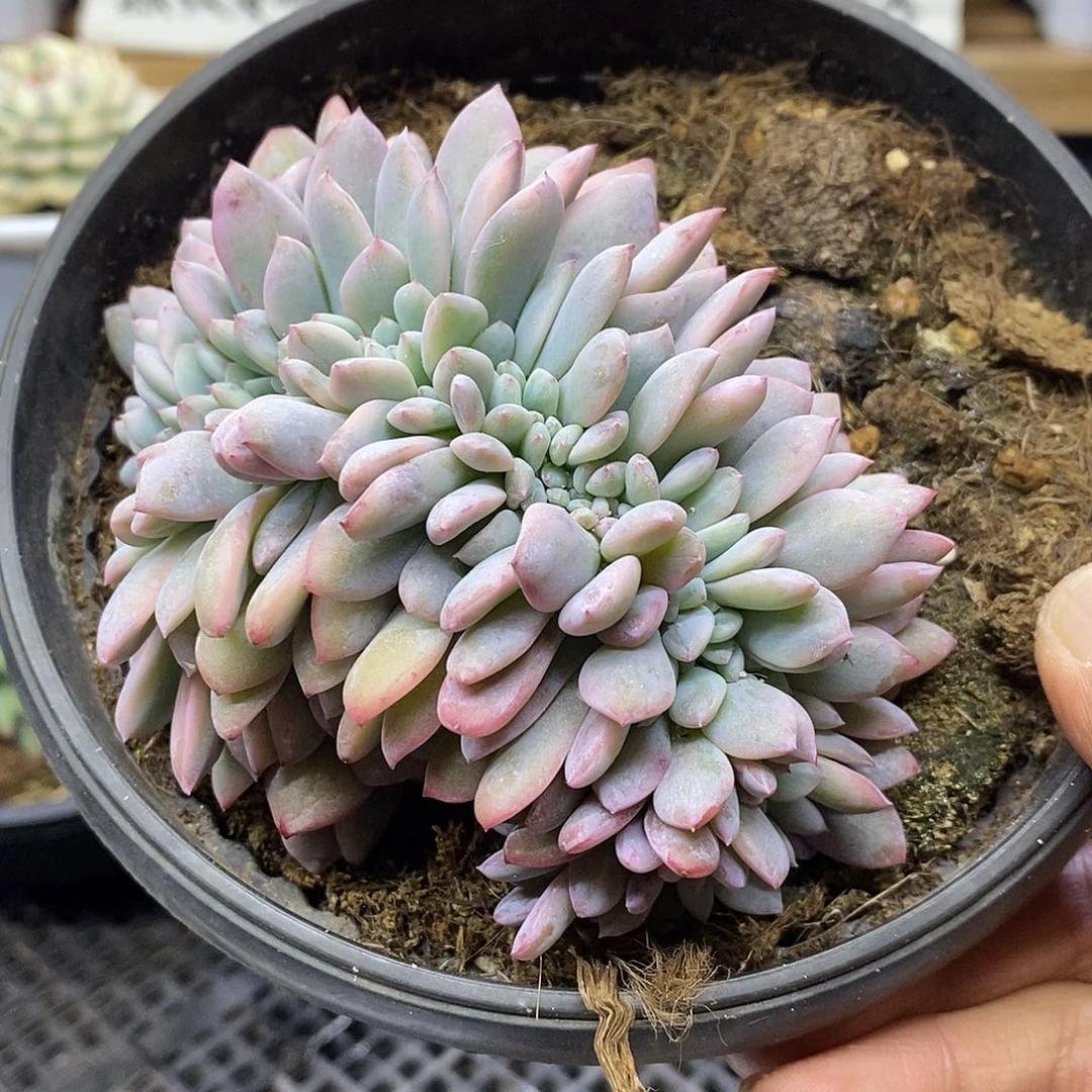 26108 大橙梦露锦缀化