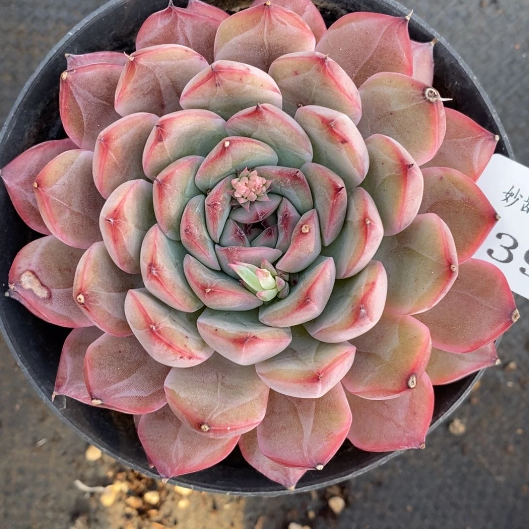 7390有叶伤瑕疵不售后